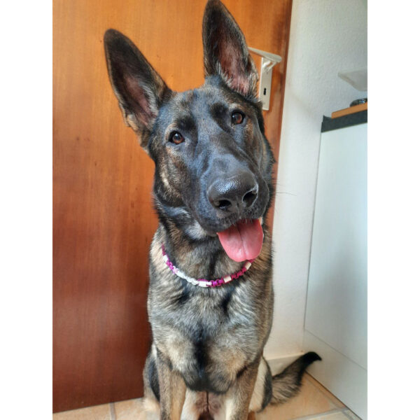 EM Keramikhalsbänder