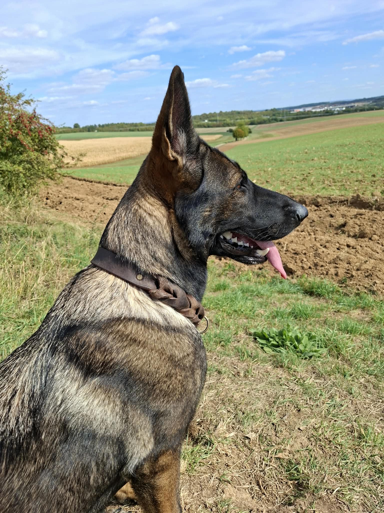 Sie betrachten gerade Bailey-approved: Schlicht und unkompliziert